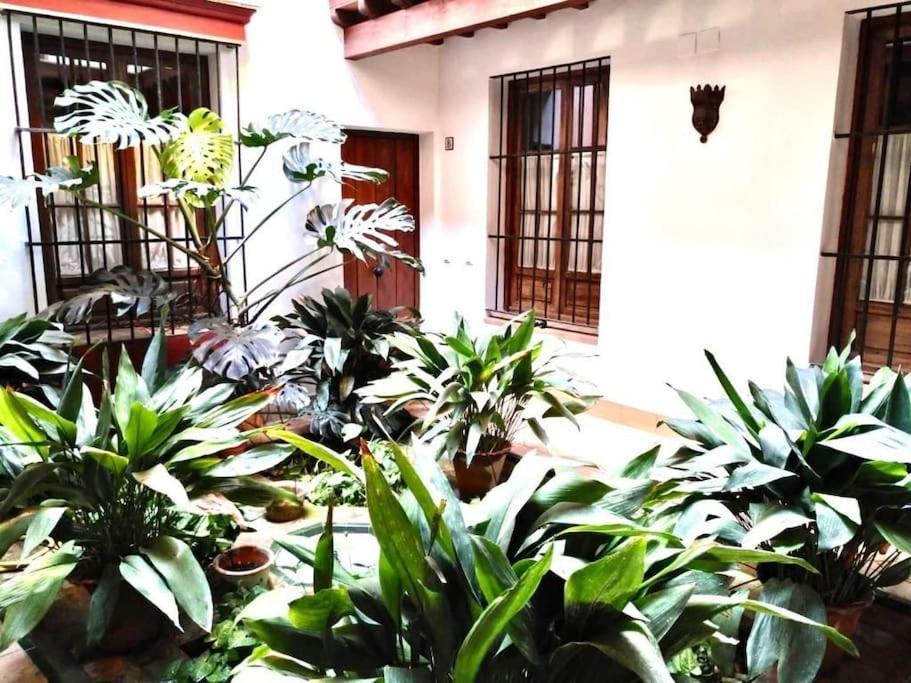 Loft & Private Rooftop With Bbq Sevilla Dış mekan fotoğraf